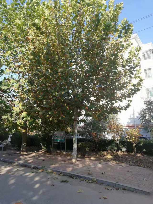 18公分法桐树(图1)